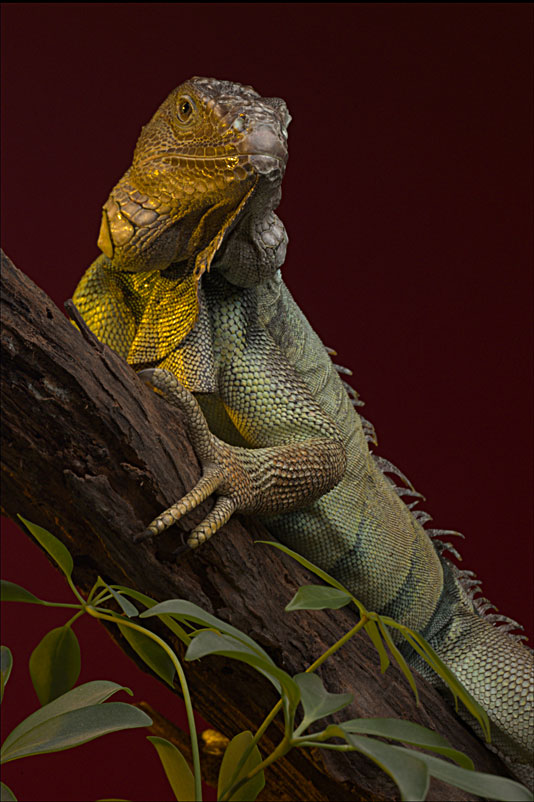 Boris