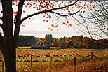 Sheep Meadow